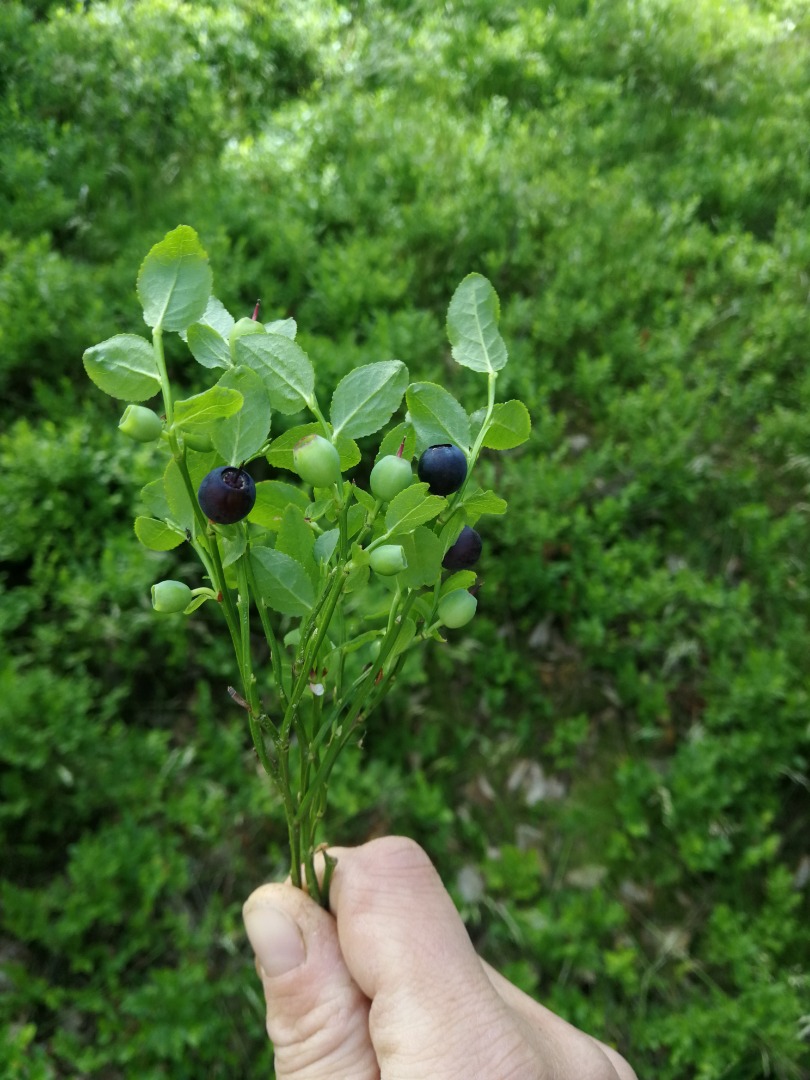 I will sell any amount of clean or later dirty blueberries, freshly harvested every day, will work with ice cream parlors, confectioneries and bakeries