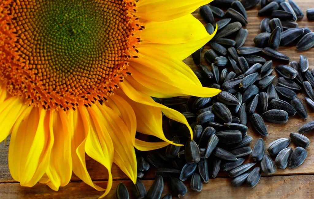 I will sell GMO soybeans, sunflower, corn, wheat on the condition of DAP Country of origin - Ukraine