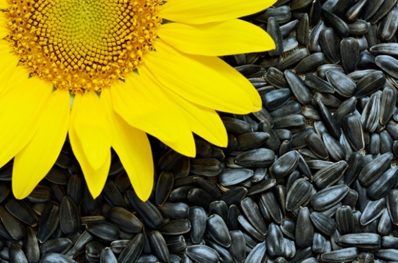 Sunflower for sale, delivery in big bags, year of production 2021