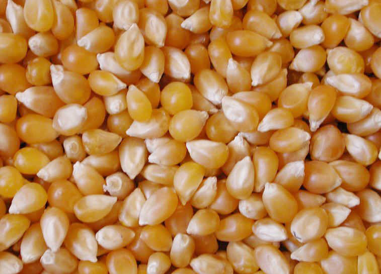We are Ukrainian a fast developing manufacturer and exporter of grain and oilseeds