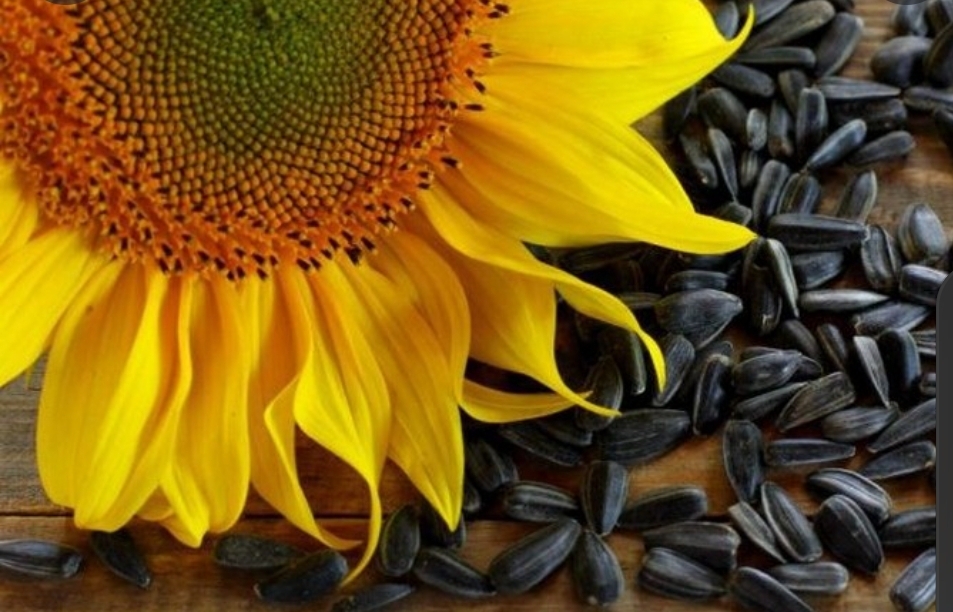 Our company is engaged in the export of agricultural products