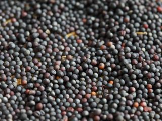 We sell sunflowers, soybeans, corn, rapeseed (about 1000 tons