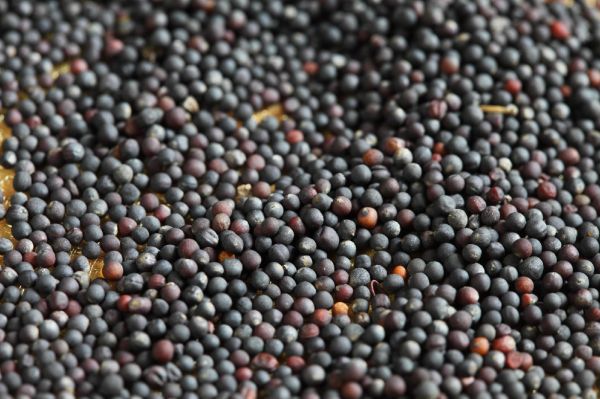 We sell sunflowers, soybeans, corn, rapeseed (about 1000 tons of each)