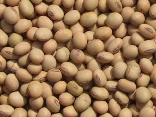 We sell sunflowers, soybeans, corn, rapeseed (about 1000 tons