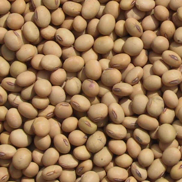 We sell sunflowers, soybeans, corn, rapeseed (about 1000 tons of each)