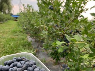 I sell fresh blueberries of superior quality. Call