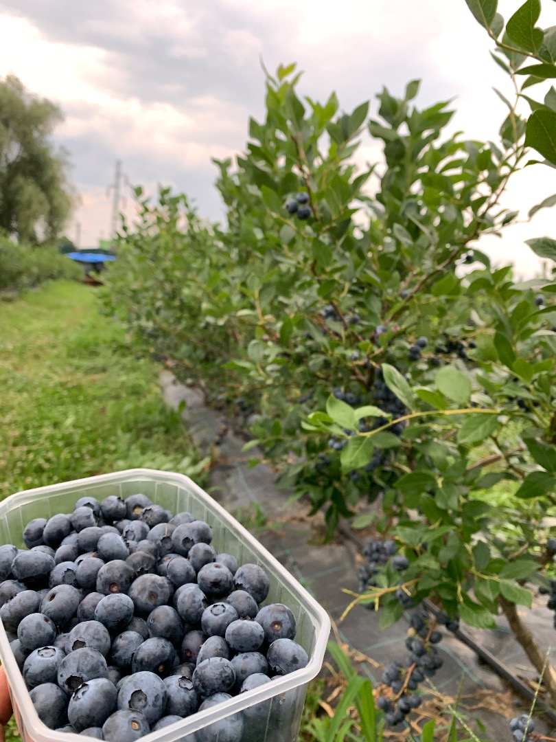 We sell fresh, high-quality cultivated blueberries, Duke variety