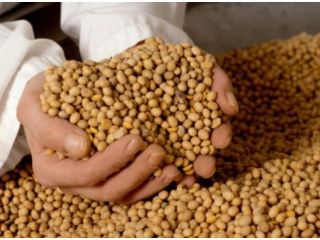 soy (gmo, non-gmo) is offered for export. The price