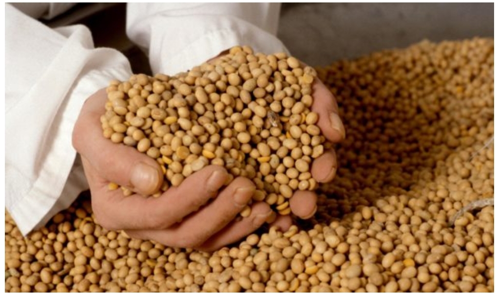 soy (gmo, non-gmo) is offered for export
