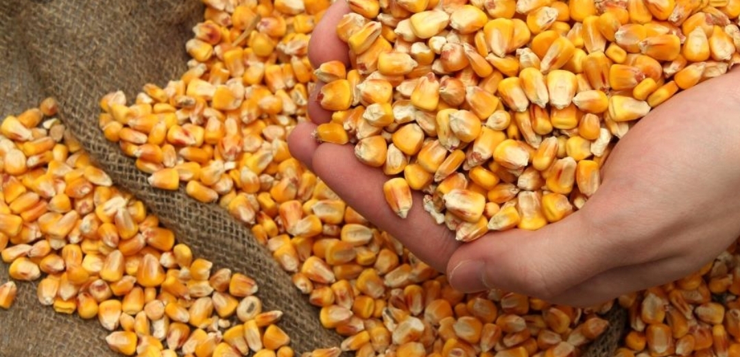 We offer corn for sale
