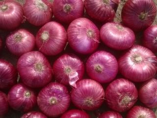Cultivation Type: Common Part: Non-Peeled Shape: Round Maturity: 100%