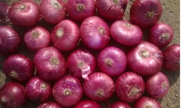 Cultivation Type: Common Part: Non-Peeled Shape: Round Maturity: 100% Sizes: -40 /60 – 50 – 70 / 60 - 80 - up to 100 mm by cross diameter Certification: ISO