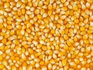 We are looking for corn for poultry feed we