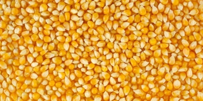 We are looking for corn for poultry feed we need a large quantity that may reach two thousand tons feel free to contact us, we are serious about your purchase