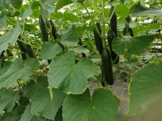 I will sell greenhouse cucumber wholesale. Nice simple flawless.