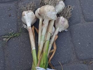 I am selling large quantities of garlic