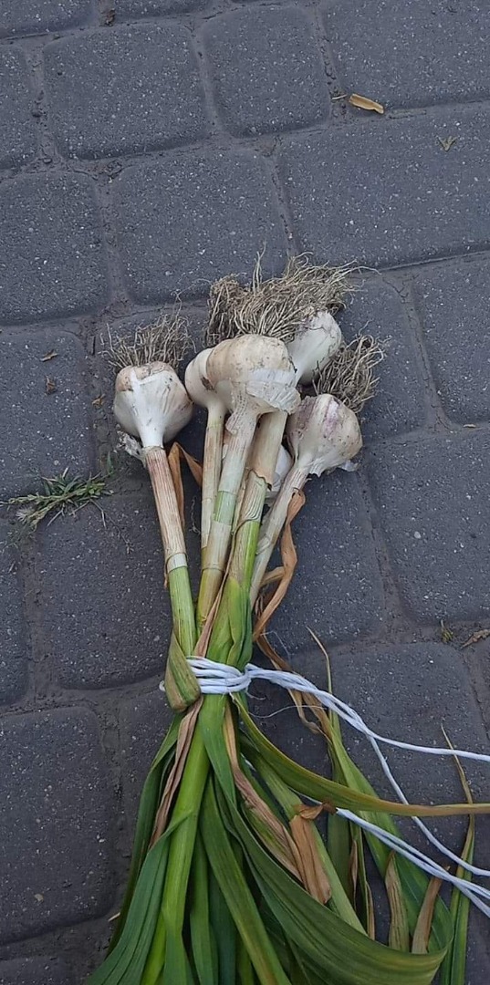 I am selling large quantities of garlic