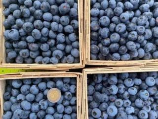 Hello, I offer the sale of American blueberries harvested