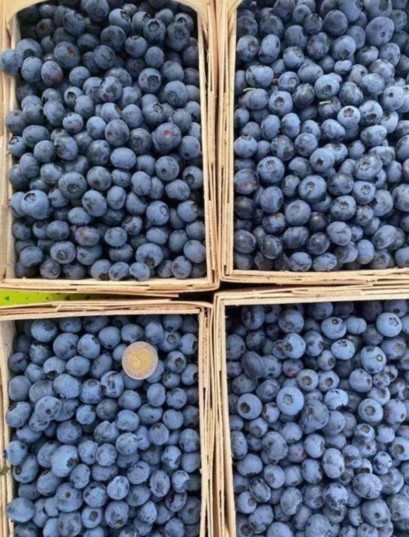 Hello, I offer the sale of American blueberries harvested by hand from my own plantation