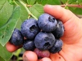 Hello, I offer the sale of American blueberries harvested