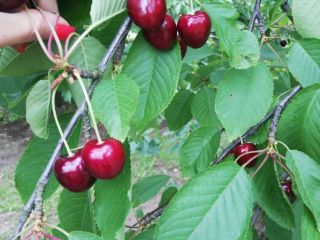 I will sell tasty cherries that are torn every