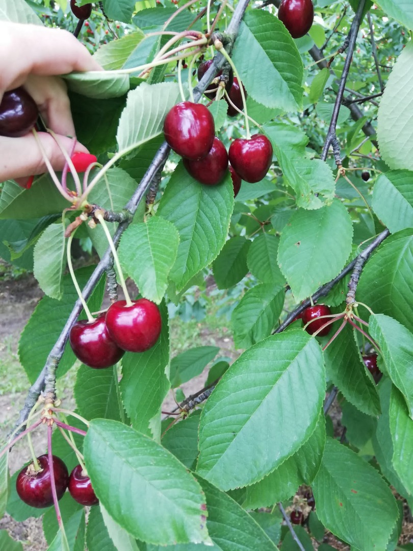 I will sell tasty cherries that are torn every day