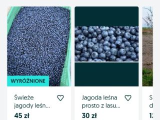 Hand-picked forest berry
