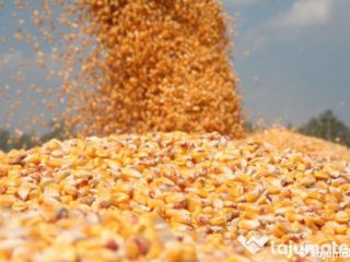I am buying Griu Maize