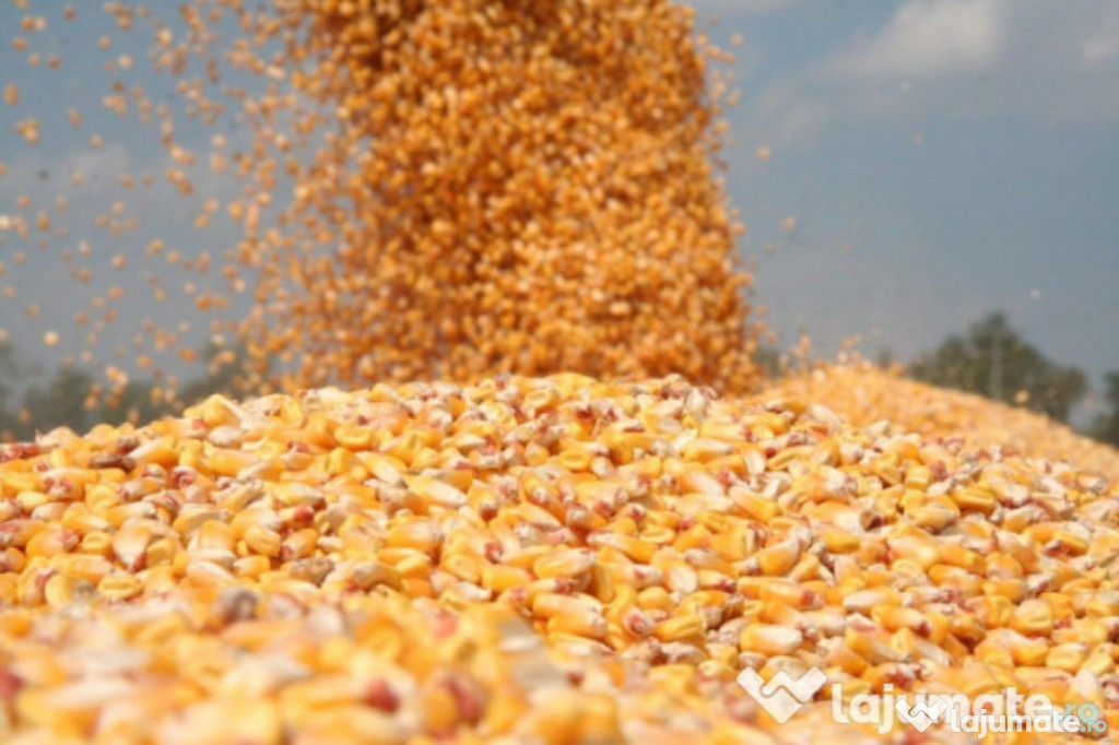 I am buying Griu Maize