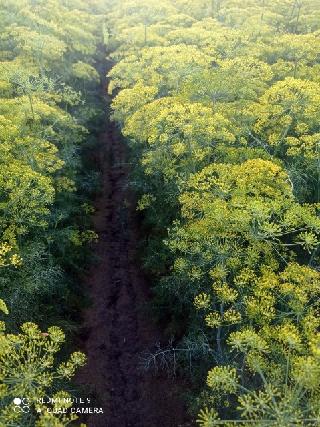 I will sell dill for pickling with a flower Price 3 PLN / kg If you are interested, please contact us