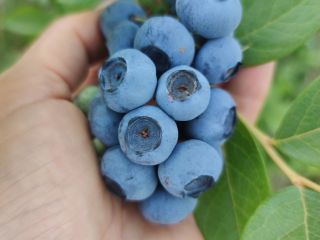 I offer organic American blueberry for sale (I have