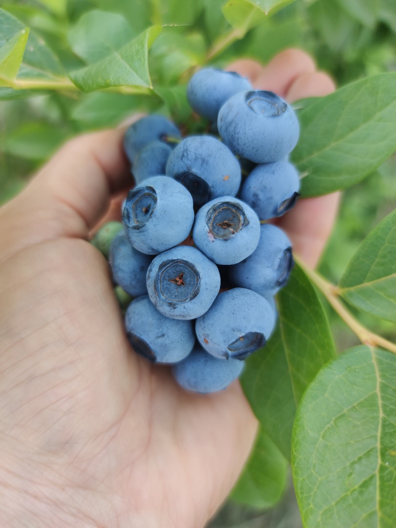 I offer organic American blueberry for sale (I have a certificate), packed or in bulk, price to be agreed