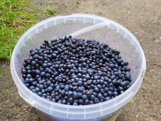 I will sell fresh, hand-picked blueberries! 40 PLN /