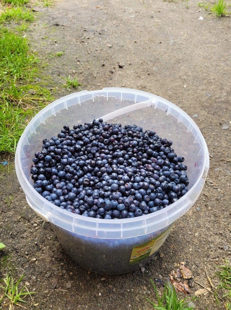 I will sell fresh, hand-picked blueberries! 40 PLN / kg !! Welcome