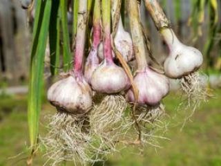ORNAK garlic, spicy, good-looking with large cloves. Own plantation