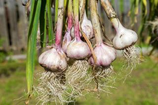 ORNAK garlic, spicy, good-looking with large cloves