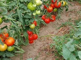 Very tasty eco tomatoes