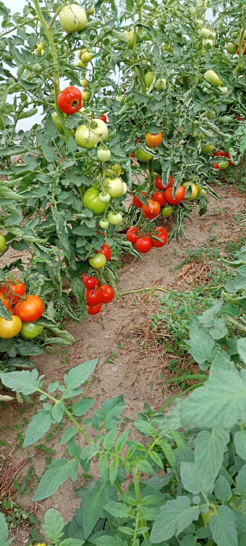 Very tasty eco tomatoes