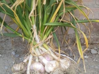 For sale about 300 bunches of Polish garlic from
