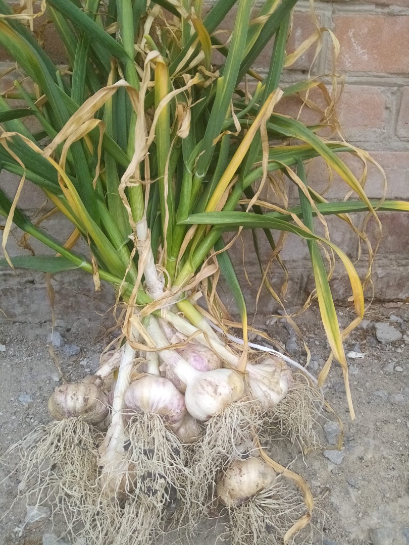For sale about 300 bunches of Polish garlic from home plantation