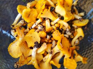Sell fresh chanterelles cleaned or uncleaned as required, price