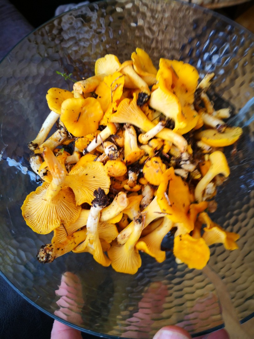 Sell fresh chanterelles cleaned or uncleaned as required, price by agreement