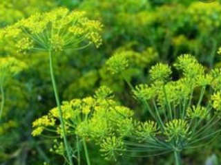 I will sell dill with a flower for pickling