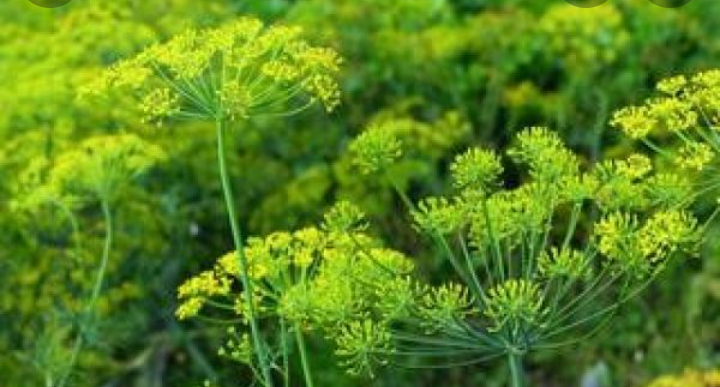 I will sell dill with a flower for pickling cucumbers in large quantities