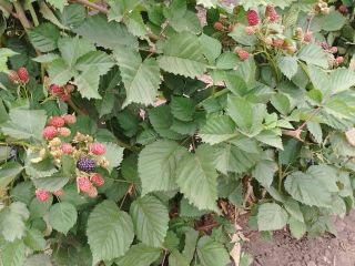SELLING MORE bio Thorn free appearance and pleasant taste