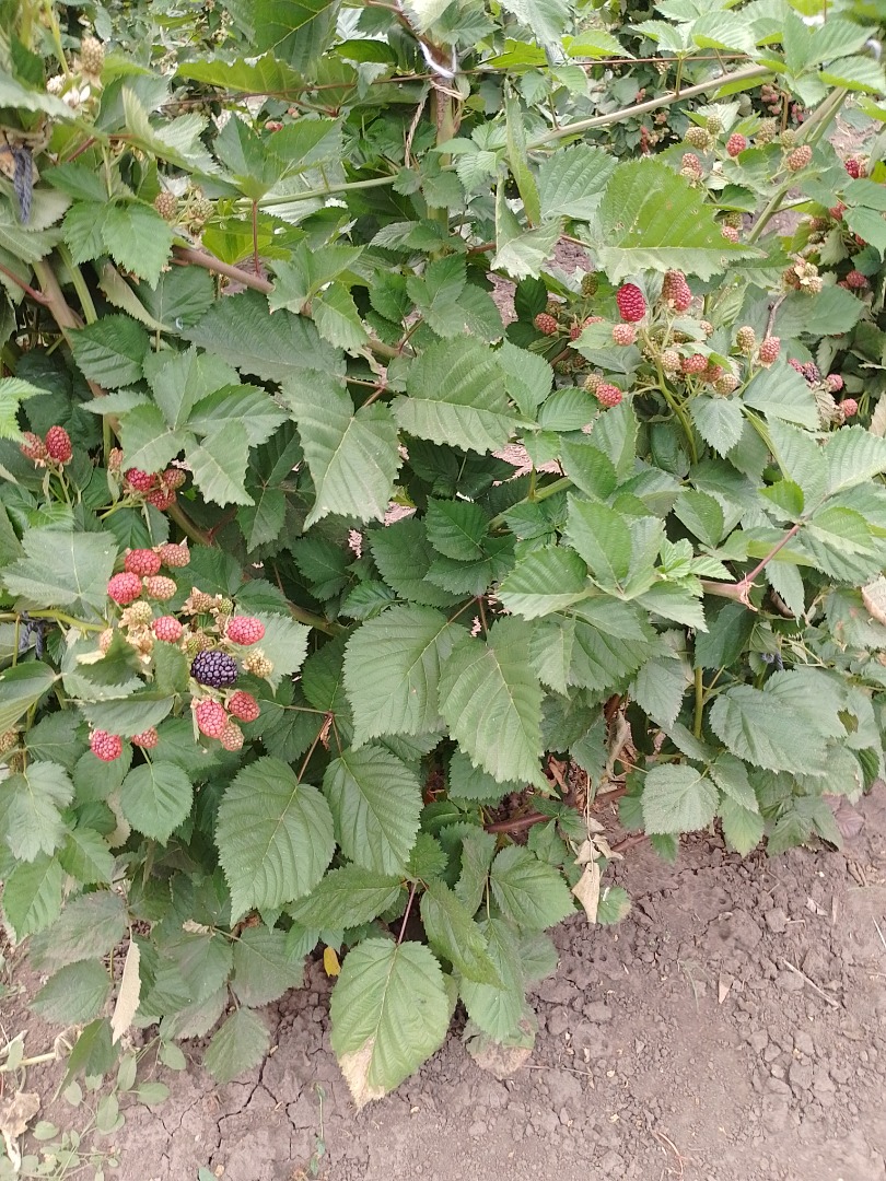 SELLING MORE bio Thorn free appearance and pleasant taste