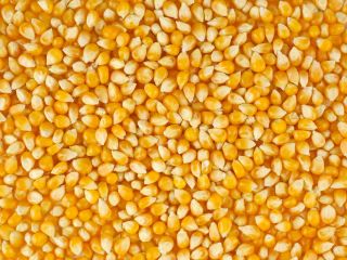 Our agricultural cooperative is offering high quality cereals (corn,