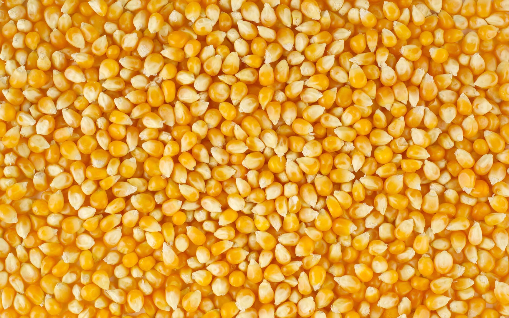 Our agricultural cooperative is offering high quality cereals (corn, sunflower seeds, wheat) in big quantities (500t+) from Ukraine