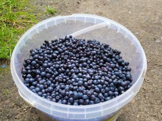 Buy wild berries, handpicked. In Gubin, Poland (10 km