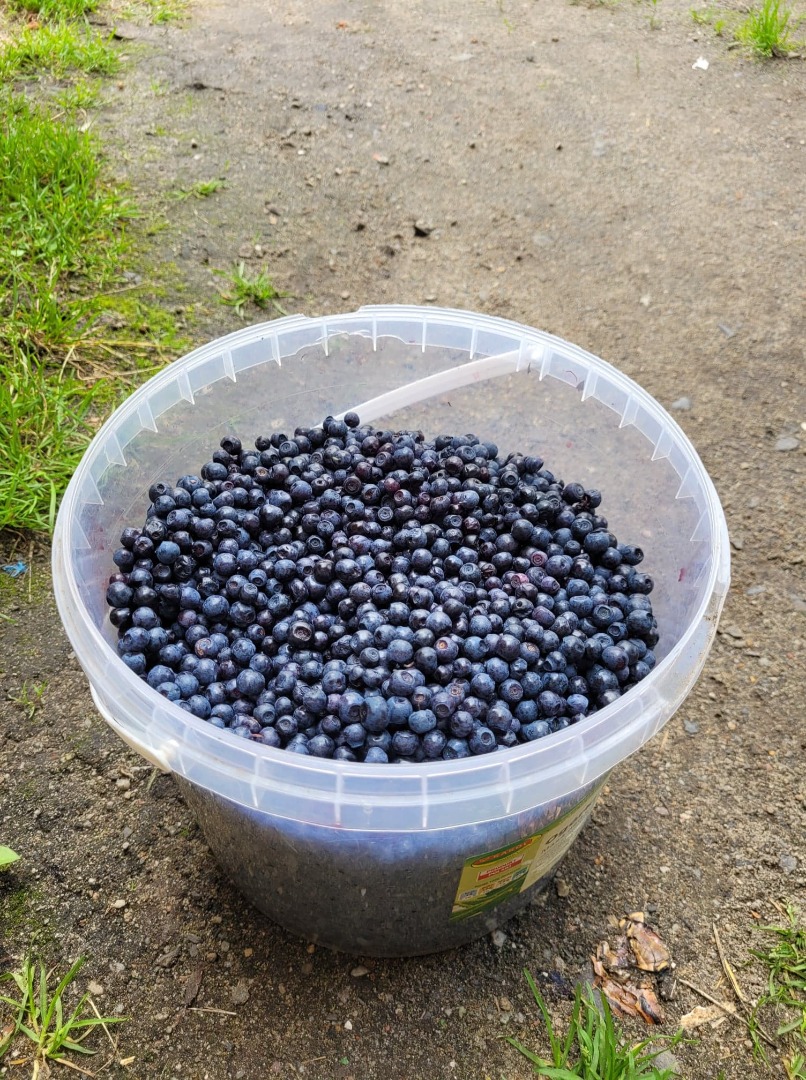 Buy wild berries, handpicked